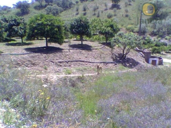Terreno Misto para Venda em São Bartolomeu de Messines Foto 6