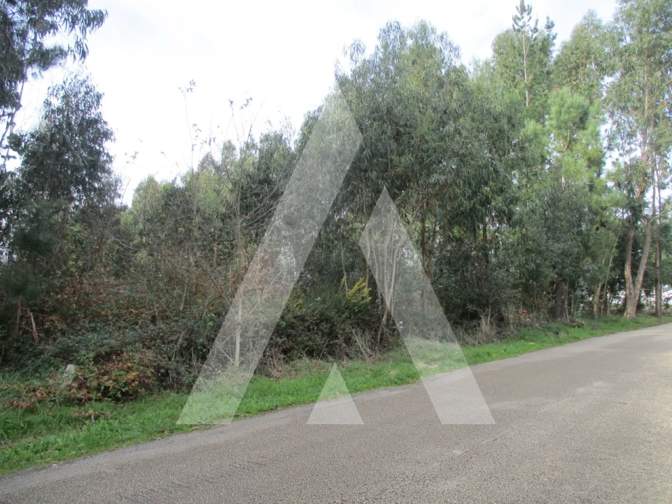 Terreno para Venda em Avelãs de Caminho Foto 4