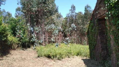 Terreno para Venda em Águeda e Borralha
