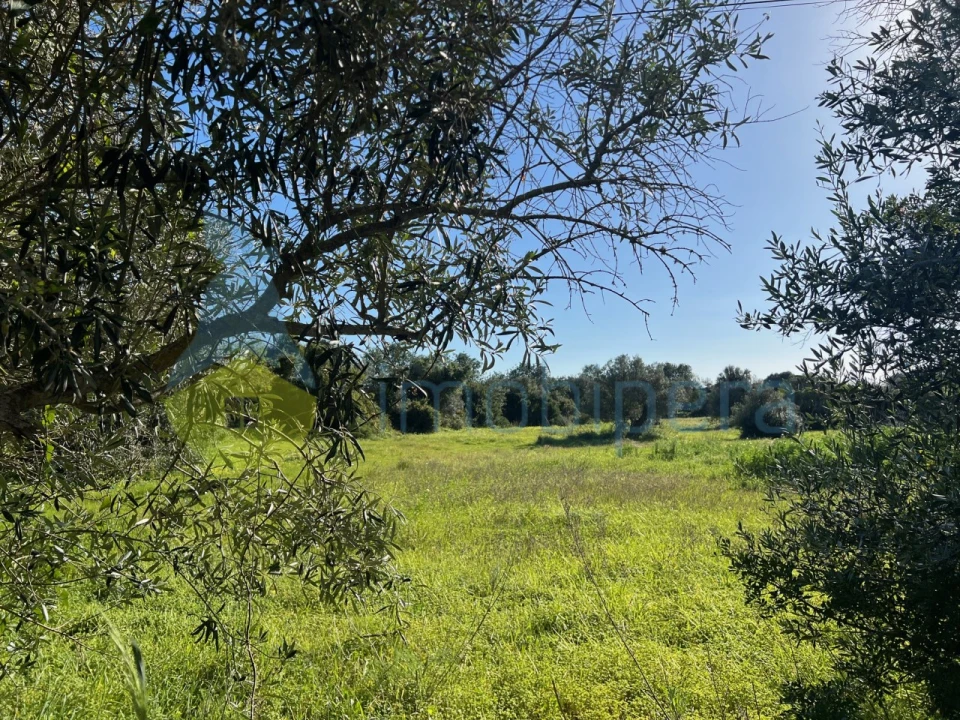 Terreno Agricola ou Rústico para Venda em Albufeira e Olhos de Água Foto 1