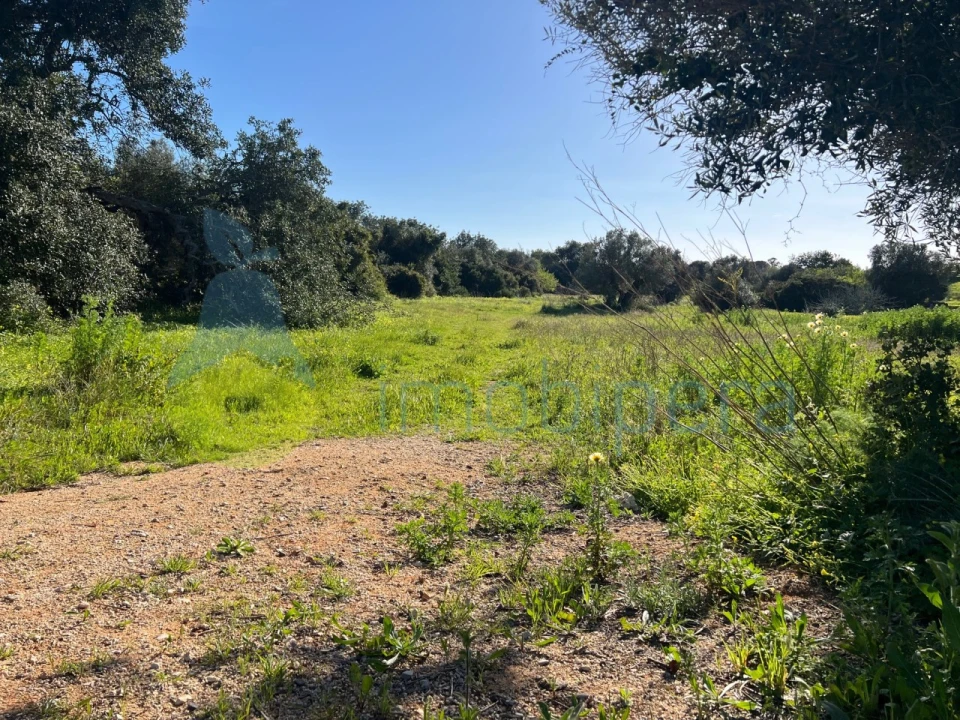 Terreno Agricola ou Rústico para Venda em Albufeira e Olhos de Água Foto 4