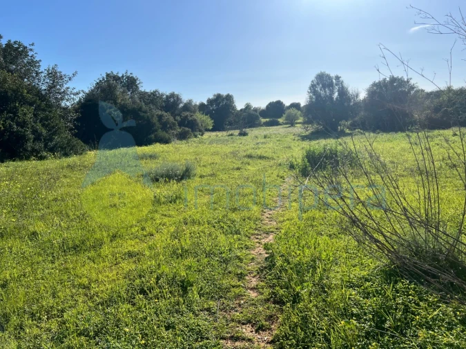 Terreno Agricola ou Rústico para Venda em Albufeira e Olhos de Água Foto 6
