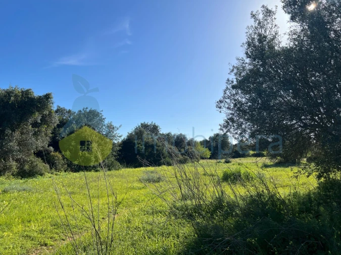 Terreno Agricola ou Rústico para Venda em Albufeira e Olhos de Água Foto 10