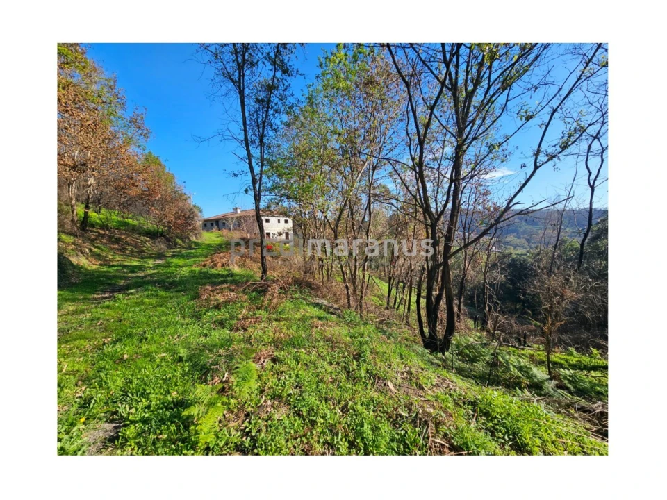 Terreno P/ Prédio para Venda em Mancelos Foto 14