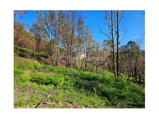 Terreno P/ Prédio para Venda em Mancelos Foto 15