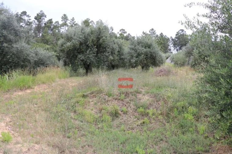 Terreno Misto para Venda em Caxarias Foto 4