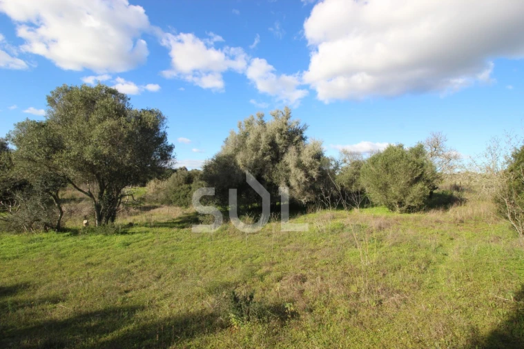 Terreno Agricola ou Rústico para Venda em Luz Foto 22