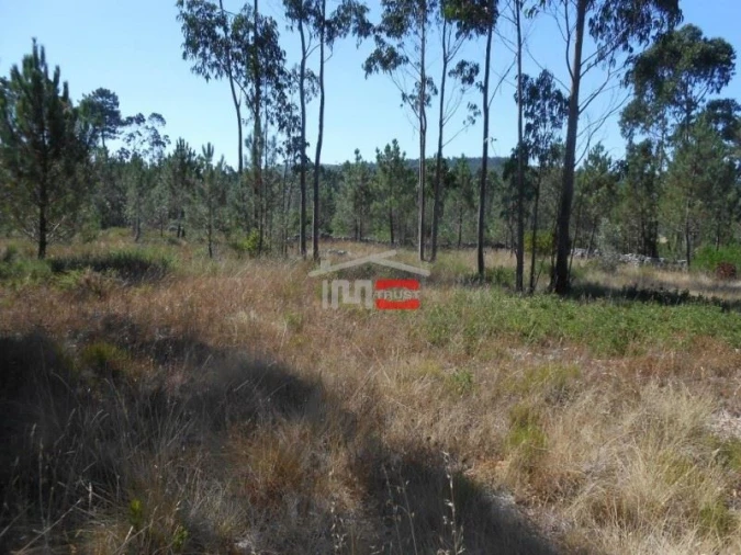 Terreno Misto para Venda em São Mamede Foto 8