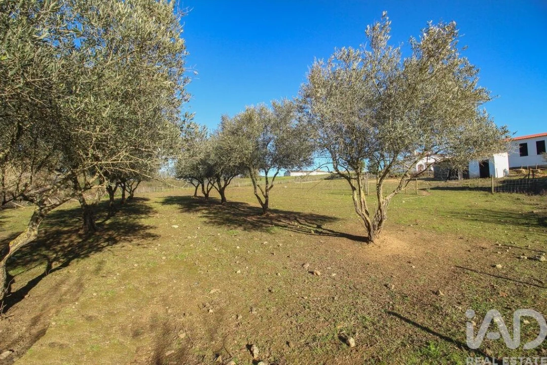 Moradia para Venda em Estremoz (Santa Maria e Santo André) Foto 29