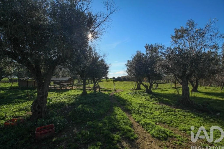 Moradia para Venda em Estremoz (Santa Maria e Santo André) Foto 16