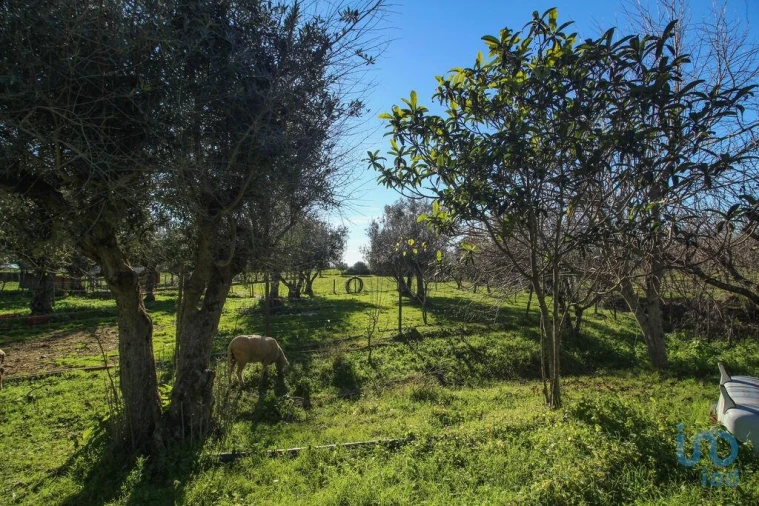 Moradia para Venda em Estremoz (Santa Maria e Santo André) Foto 14
