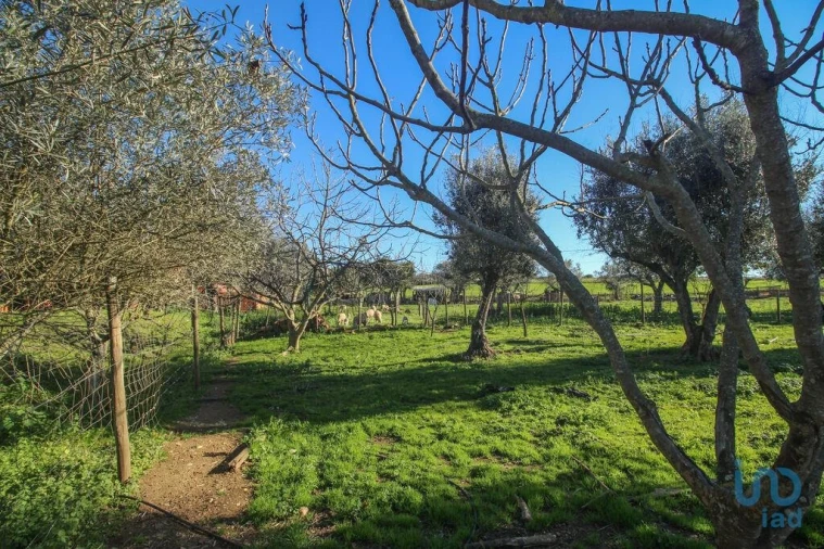 Moradia para Venda em Estremoz (Santa Maria e Santo André) Foto 15