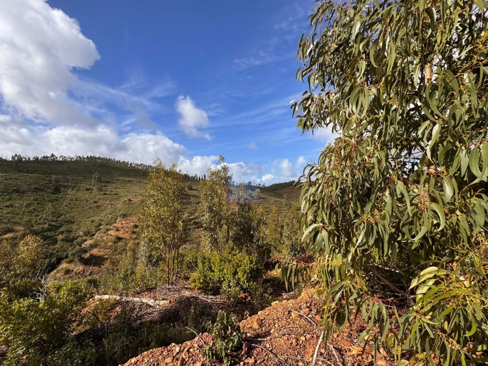 Terreno Agricola ou Rústico para Venda em Mexilhoeira Grande Foto 1