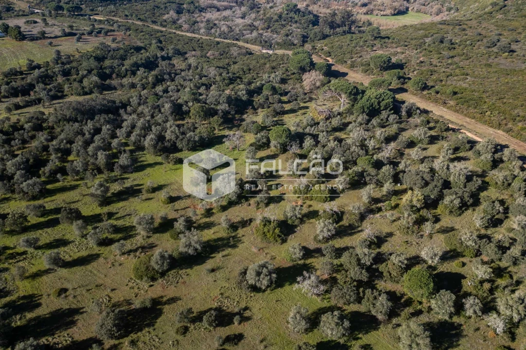 Terreno para Venda em Almoster Foto 15