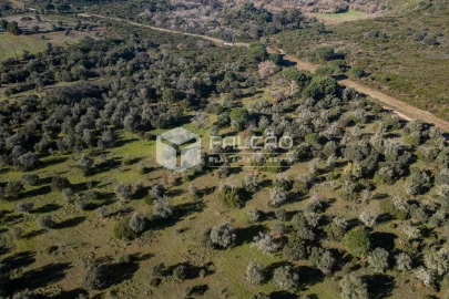 Terreno para Venda em Almoster