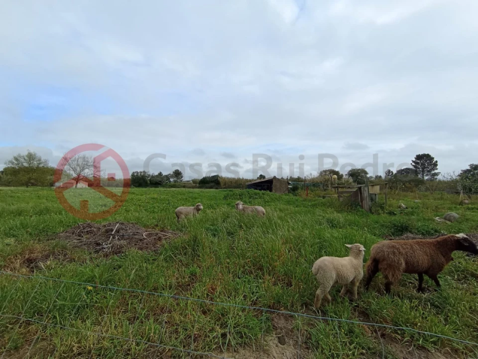 Terreno para Venda em Pinhal Novo Foto 7