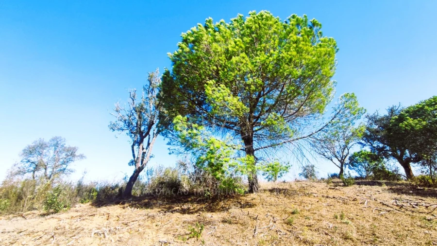 Quinta para Venda em São Francisco da Serra Foto 21