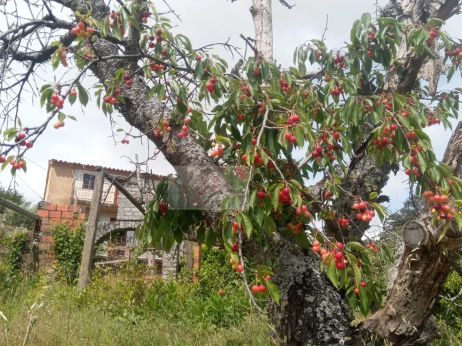 Moradia T3 para Venda em Souto da Casa Foto 5