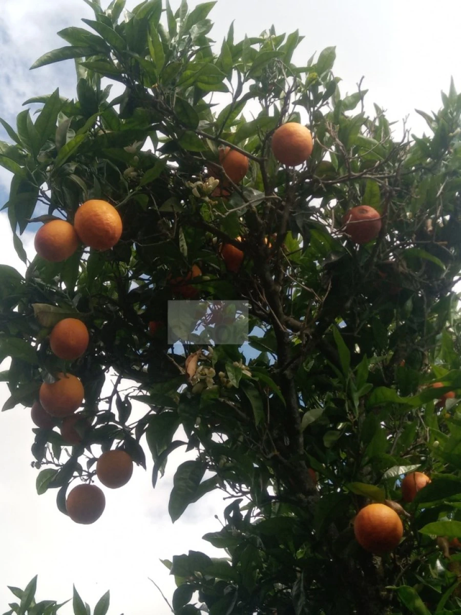 Moradia T3 para Venda em Souto da Casa Foto 7