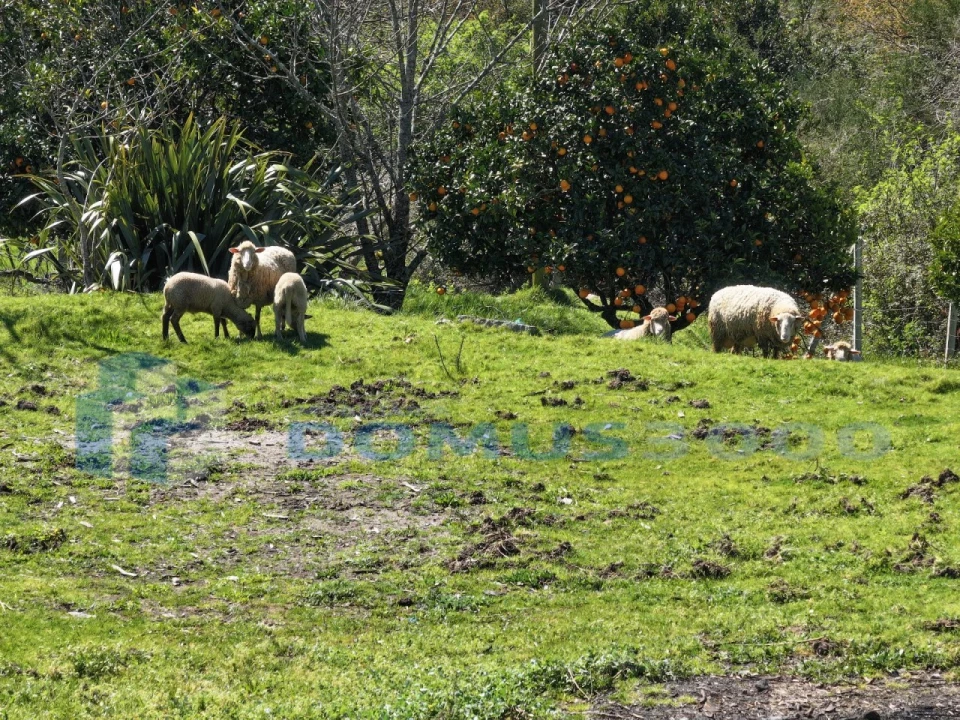 Quinta para Venda em Sande e São Lourenço Foto 10