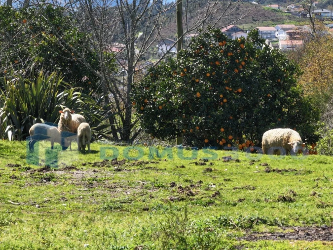 Quinta para Venda em Sande e São Lourenço Foto 7