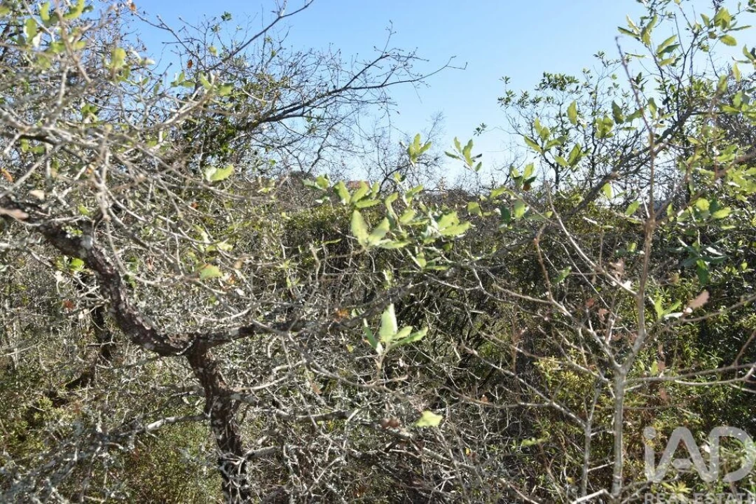 Terreno para Venda em Chãos Foto 23