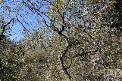 Terreno para Venda em Chãos