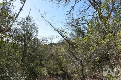 Terreno para Venda em Chãos