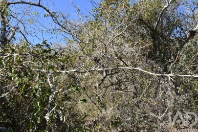 Terreno para Venda em Chãos