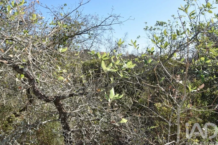 Terreno para Venda em Chãos Foto 23