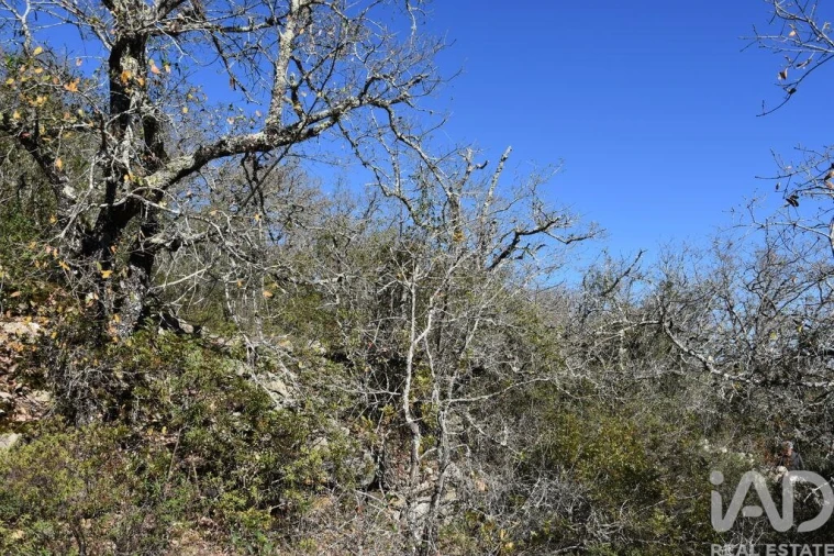 Terreno para Venda em Chãos Foto 20