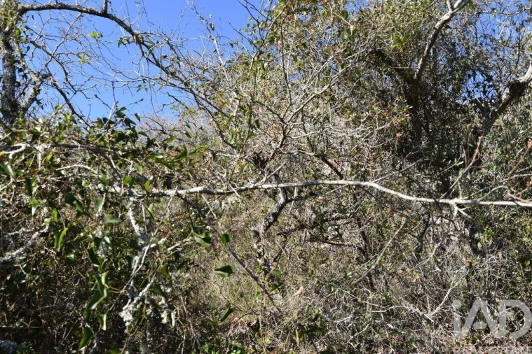 Terreno para Venda em Chãos Foto 17
