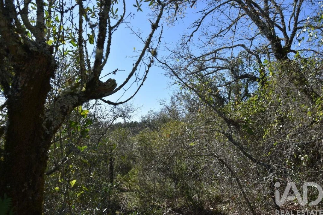 Terreno para Venda em Chãos Foto 2