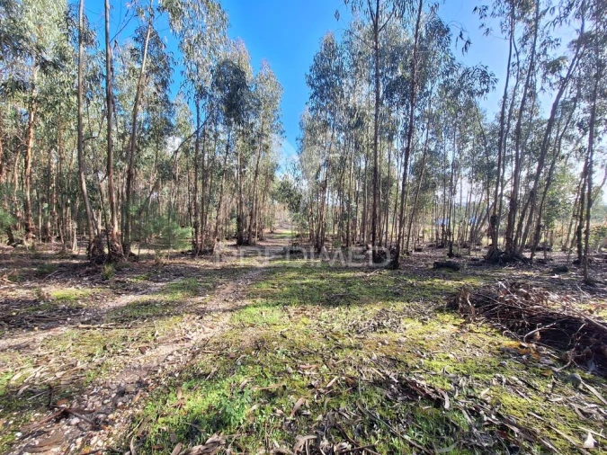 Terreno para Venda em Olaia e Paço Foto 20