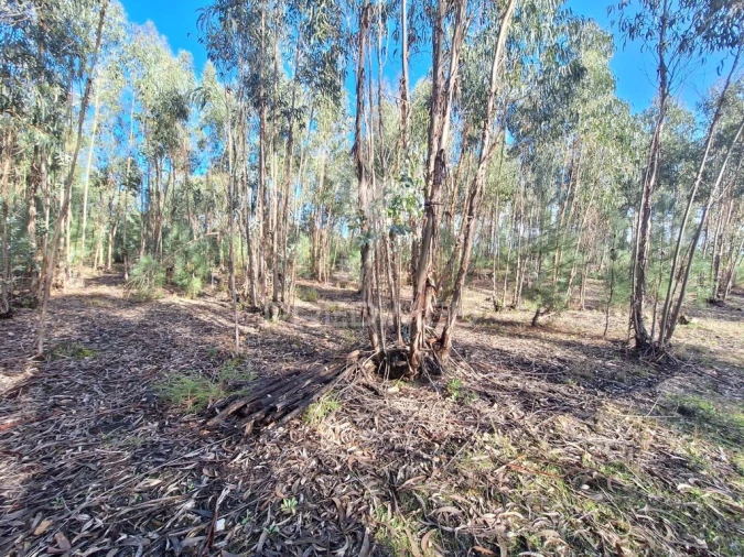 Terreno para Venda em Olaia e Paço Foto 17
