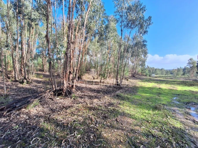 Terreno para Venda em Olaia e Paço Foto 16