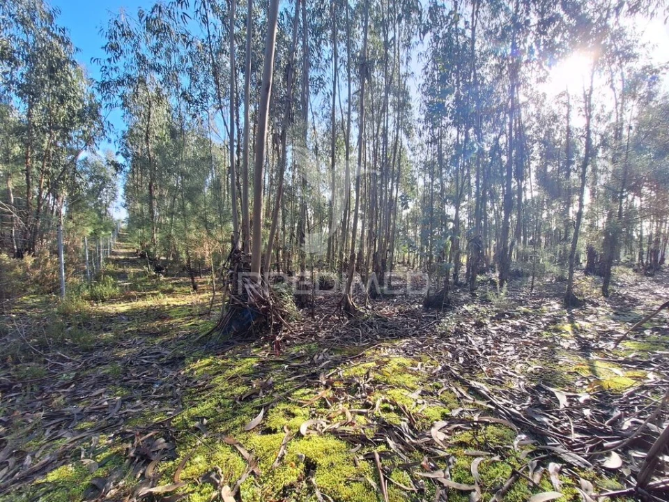 Terreno para Venda em Olaia e Paço Foto 19