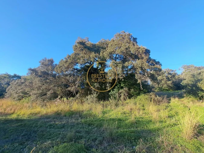 Terreno para Venda em São Brás de Alportel Foto 9