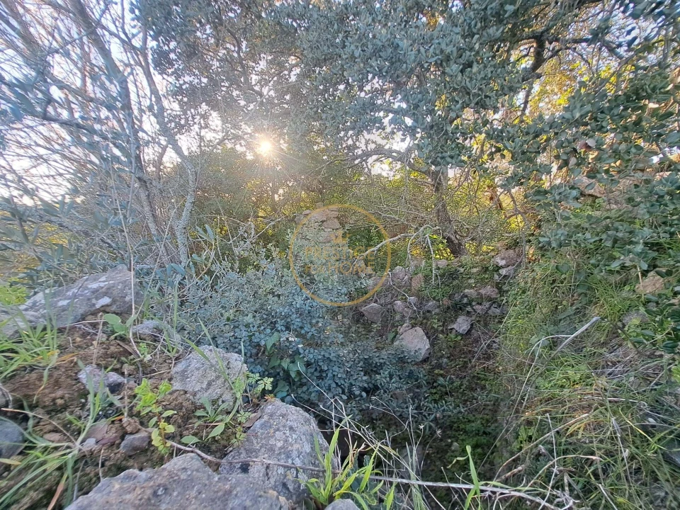 Terreno para Venda em São Brás de Alportel Foto 11