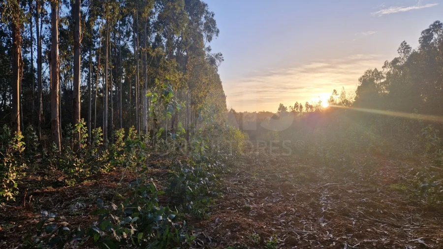Terreno para Venda em Mouronho