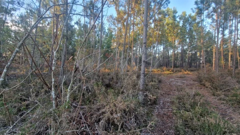 Terreno para Venda em Mouronho