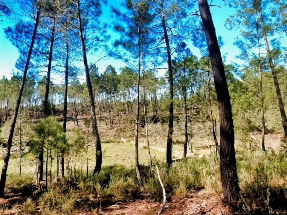 Quinta para Venda em Santo Andre das Tojeiras Foto 22