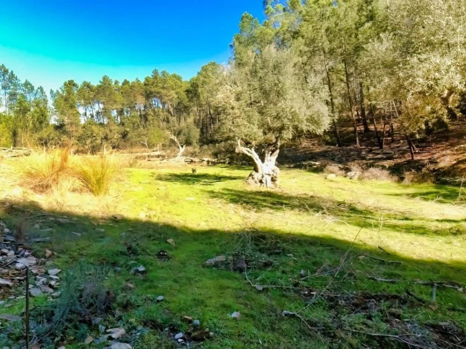 Quinta para Venda em Santo Andre das Tojeiras Foto 13