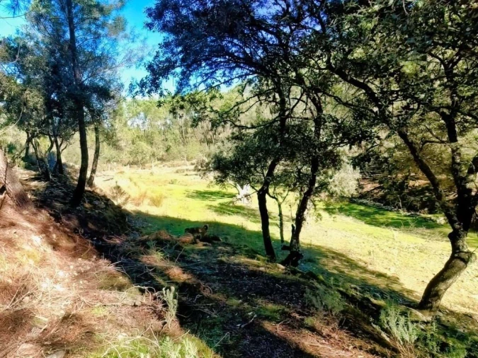 Quinta para Venda em Santo Andre das Tojeiras Foto 9
