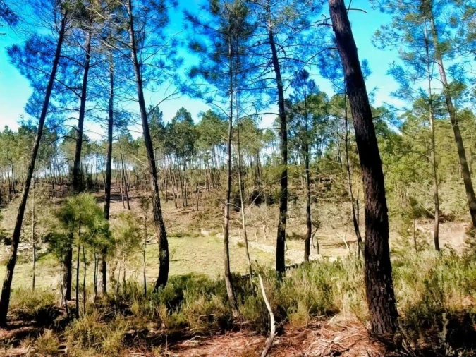 Quinta para Venda em Santo Andre das Tojeiras Foto 22