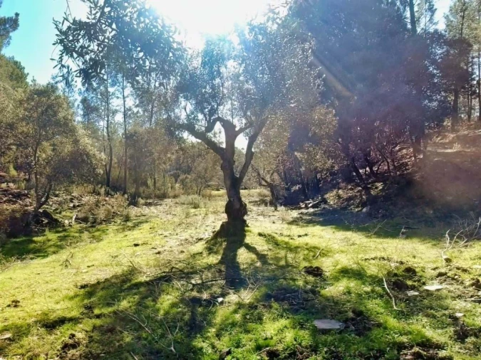 Quinta para Venda em Santo Andre das Tojeiras Foto 16