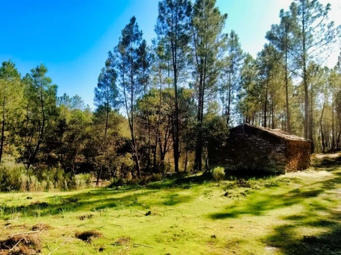 Quinta para Venda em Santo Andre das Tojeiras Foto 5
