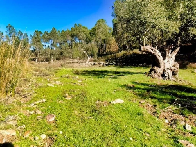 Quinta para Venda em Santo Andre das Tojeiras Foto 14