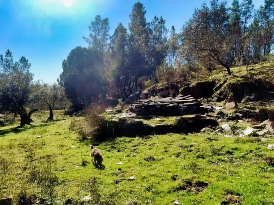 Quinta para Venda em Santo Andre das Tojeiras Foto 20