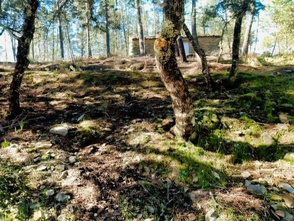 Quinta para Venda em Santo Andre das Tojeiras Foto 8